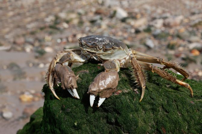 <strong>Chinese mitten crab </strong>-- The Chinese mitten crab invaded Europe and North America from its native region of Asia. Its omnivorous feeding habits significantly reduce the populations of native aquatic invertebrates and plants and it erodes river banks through its burrowing. The crab also damages fisheries and aquaculture by consuming bait and trapped fish, as well as by damaging gear. It is classified as one of the world's<a href="index.php?page=&url=https%3A%2F%2Fwww.iucngisd.org%2Fgisd%2F100_worst.php" target="_blank" target="_blank"> worst invasive alien species</a>.<strong> Scroll through the gallery to see more of the planet's most problematic invasive species</strong>.