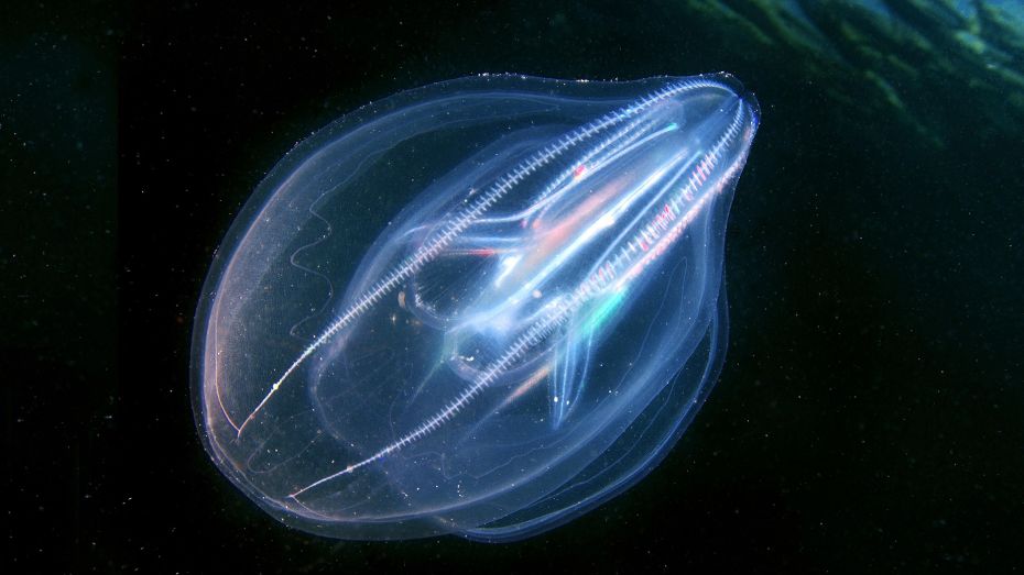 In pictures: Invasive species around the world