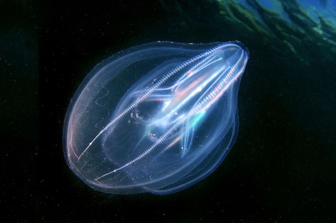 <strong>Warty comb jelly</strong> -- The humble comb jelly has no brain, stomach or bones. It eats microscopic sea organisms, as well as fish eggs and larvae. Native to the Atlantic coasts of North and South America, warty comb jellies reached the Black Sea, Aegean Sea and Caspian Sea during the 1980s, traveling across oceans in the ballast water of ships. In these new waters, they flourished thanks to a lack of natural predators and have been associated with crashes in fish numbers. Dolphin populations, dependent on fish supplies, plummeted in the Black and Azov Seas as a result of the jelly invasion, <a href="index.php?page=&url=https%3A%2F%2Fwwf.panda.org%2Fes%2F%3F11262%2FAlien-invaders-in-our-seas" target="_blank" target="_blank">according to the World Wildlife Fund</a>.