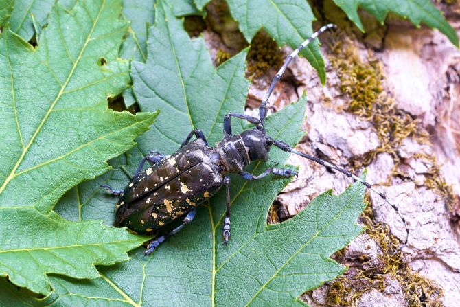 <strong>Asian Longhorn beetle</strong> -- Trees where these beetles lay their eggs are doomed to a slow death, as larvae gnaw away at their bark from the inside. Native to Asian countries including China and Japan, this species has reached Europe and North America, mostly through wooden packaging. They have already infested many poplar plantations in China, and have also been found in chestnut trees, willows and elms. The US Department of Agriculture has warned that the insects <a href="index.php?page=&url=https%3A%2F%2Fwww.aphis.usda.gov%2Faphis%2Fresources%2Fpests-diseases%2Fhungry-pests%2Fthe-threat%2Fasian-longhorned-beetle%2Fasian-longhorned-beetle" target="_blank" target="_blank">could devastate American timber industries and forests</a> if left unchecked.