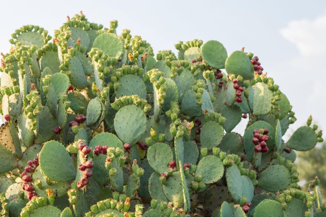 <strong>Common prickly pear</strong> -- Originally from the Americas, this cactus is an invasive species in South Africa, Kenya and Australia. It grows in bristly thickets up to two meters high, and was often introduced to contain livestock. It is highly drought resistant and frost resistant, and can spread across millions of hectares of land. During an infamous spell dubbed "the green hell" in Australia in the 1920s, the cacti spread so rapidly and thickly across rural plains that people abandoned their homes and farms. The plants were tamed when authorities introduced a foreign <a href="https://www.nma.gov.au/defining-moments/resources/prickly-pear-eradication" target="_blank" target="_blank">cactus-eating insect, the cactoblastis moth, in 1925.</a>