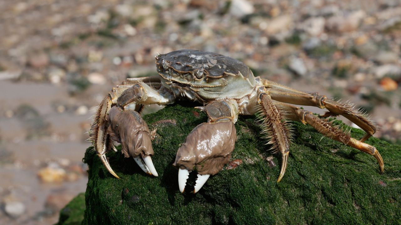 BER5BC Chinese mitten crab, Eriocheir sinensis, Thames, London, October 2009
