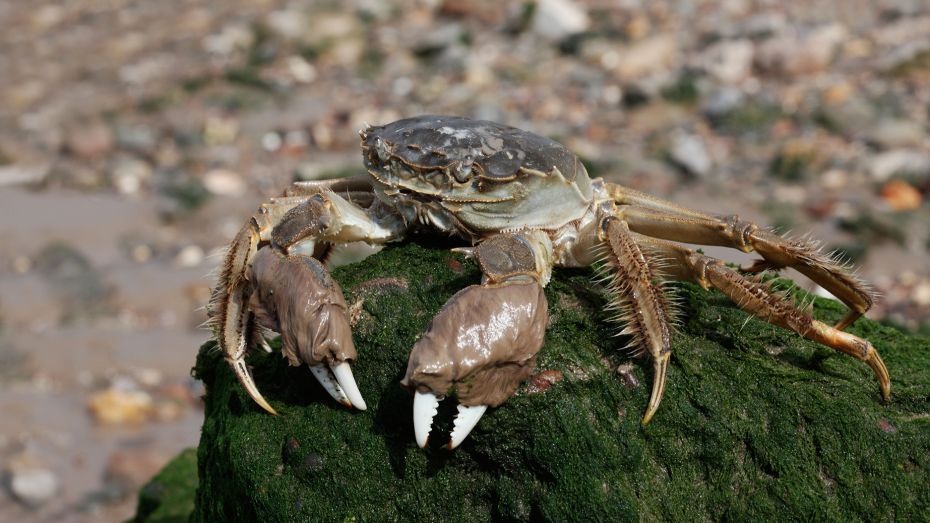 These furry-clawed crabs are causing havoc in Europe’s rivers. Scientists believe they have a solution