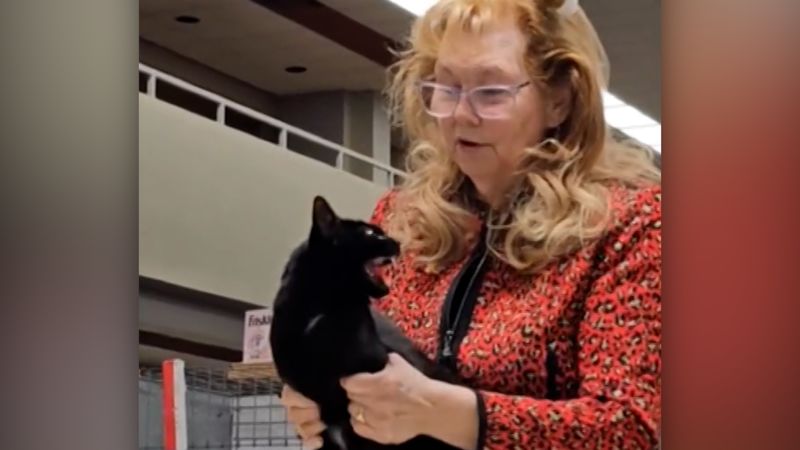 Video: Cat disqualified from cat show after swatting the judge