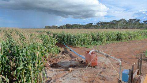 Groundwater-fed irrigation of maize in Kabwe, Zambia.