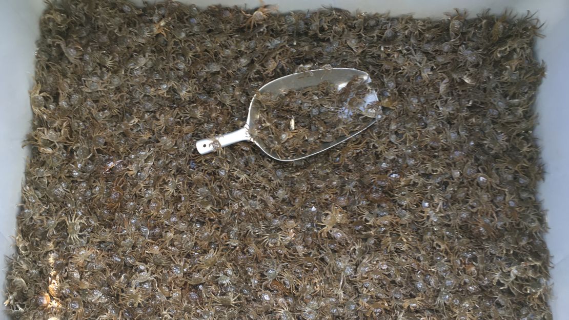 Once caught in the trap, the crabs crawl along pipes and are collected in boxes at either side. So far, 3 million crabs have been caught across the three traps in Belgium.