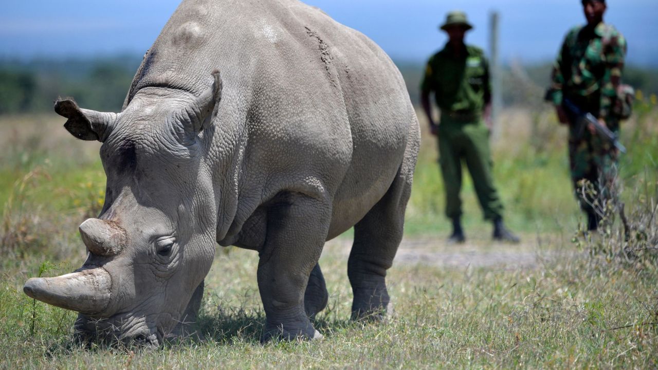 Najin, 30, and her offspring Fatu (unseen), 19, two female northern white rhinos, the last two northern white rhinos left on the planet, graze in their secured paddock on August 23, 2019 at the Ol Pejeta Conservancy in Nanyuki, 147 kilometres north of the Kenyan capital, Nairobi. - Veterinarians have successfully harvested eggs from the last two surviving northern white rhinos, taking them one step closer to bringing the species back from the brink of extinction, scientists said in Kenya on August 23. Science is the only hope for the northern white rhino after the death last year of the last male, named Sudan, at the Ol Pejeta Conservancy in Kenya where the groundbreaking procedure was carried out August 22, 2019. (Photo by TONY KARUMBA / AFP) (Photo by TONY KARUMBA/AFP via Getty Images)