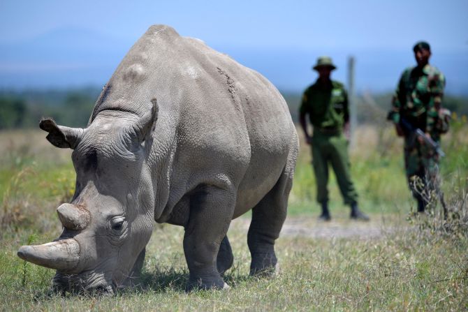 Najin, one of the two remaining northern white rhinos, pictured in August 2019. There are only two of the species still alive -- both female -- meaning the northern white rhino is functionally extinct. But scientists have harvested eggs from the females, and sperm from the last male, Sudan, who died in 2018. Now, a world first IVF pregnancy in a southern white rhino offers hope that the northern white rhino might one day be revived through a similar procedure. <strong><em>Scroll through the gallery to learn more. </em></strong>
