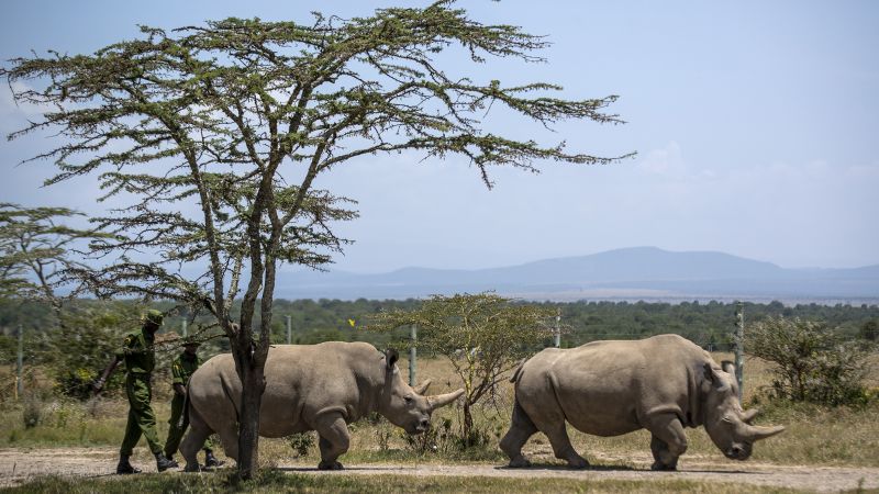 Първата в света ин витро бременност на носорог може да спаси северните бели носорози от изчезване, казват учени