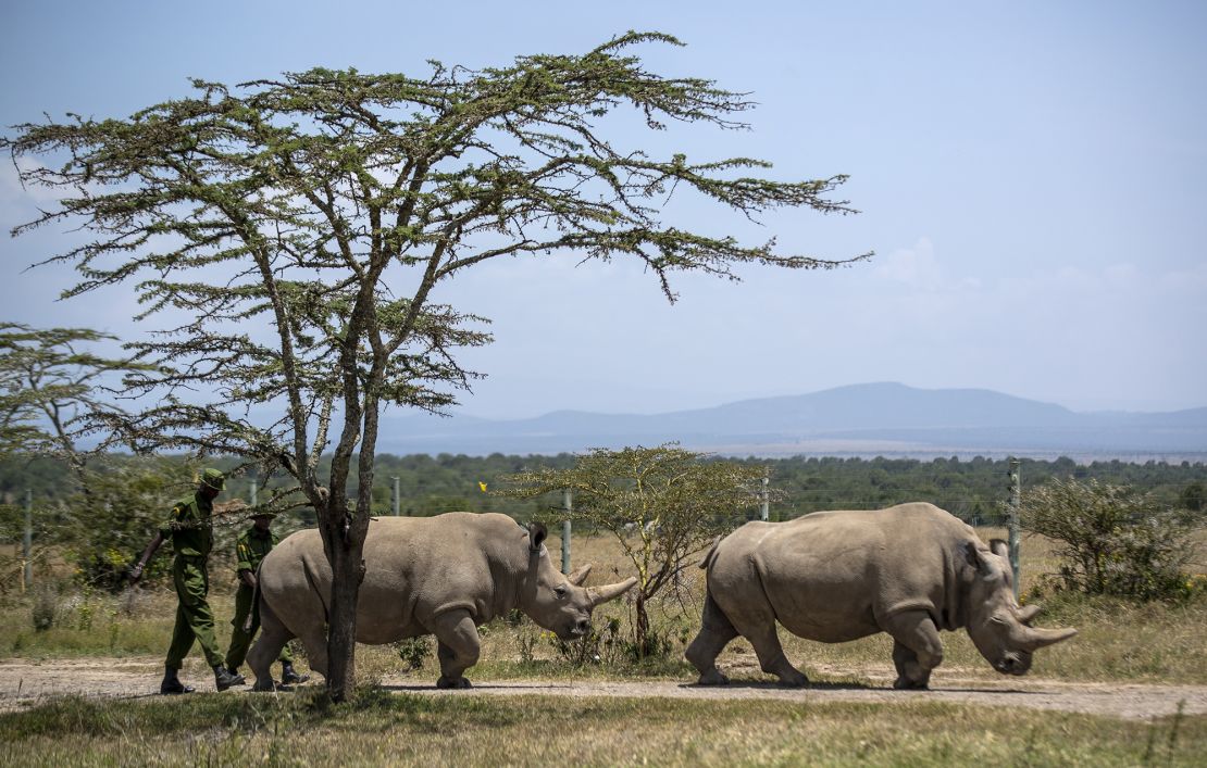 CAPTION CORRECTS INFO  FILE - Female northern white rhinos Fatu, 19, left, and Najin, 30, right, the last two northern white rhinos on the planet, graze in their enclosure at Ol Pejeta Conservancy in Kenya on Aug. 23, 2019. Both are incapable of natural reproduction. The last male white rhino, Sudan, was 45 when he was euthanized in 2018 due to age-related complications. In testing with another subspecies, researchers created a southern white rhino embryo in a lab from an egg and sperm that had been previously collected from other rhinos and transferred it into a southern white rhino surrogate mother at the Ol-Pejeta Conservancy in Kenya. The team only learned of the pregnancy after the surrogate mother died of a bacterial infection in November 2023. (AP Photo/Ben Curtis, File)