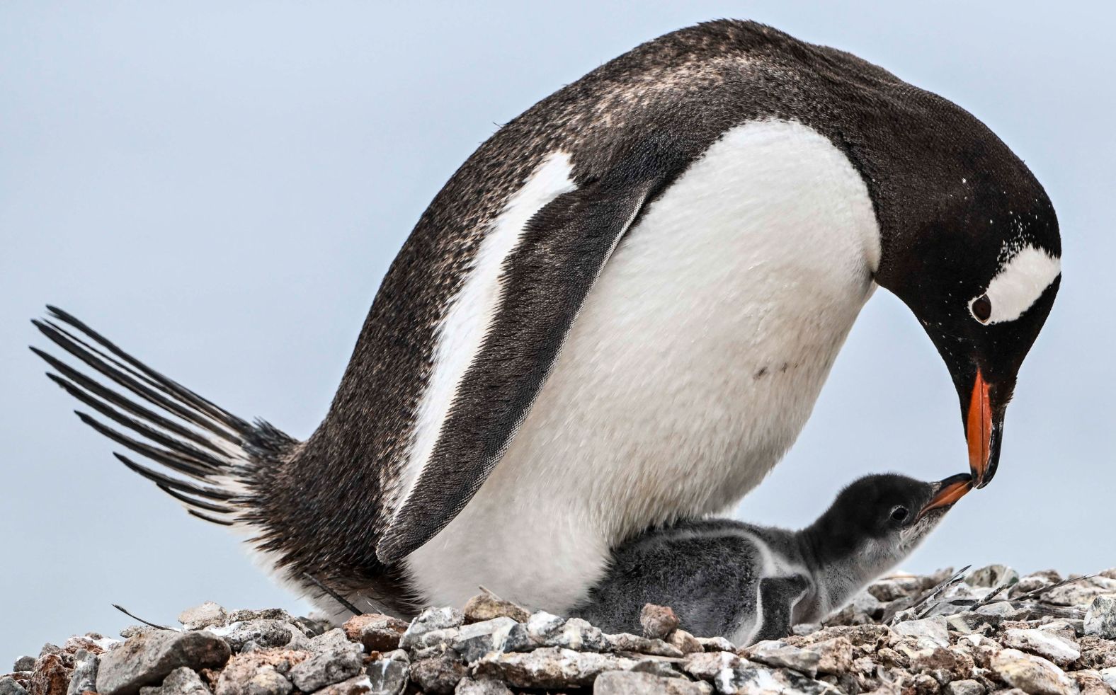 A gentoo penguin attends to a young one Saturday, January 20, on the Paraiso island in the Gerlache Strait, which separates the Palmer Archipelago from the Antarctic Peninsula.