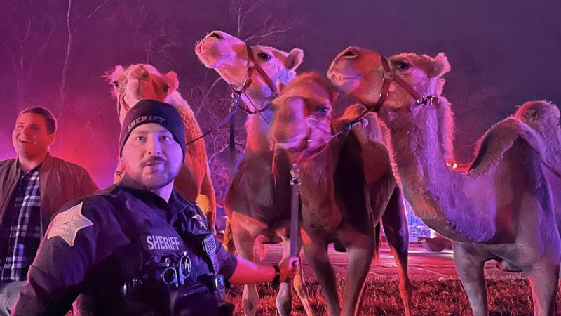 Animals including camels and zebras rescued from truck fire on Indiana interstate CNN Animals including camels and zebras rescued from truck fire on Indiana interstate CNN