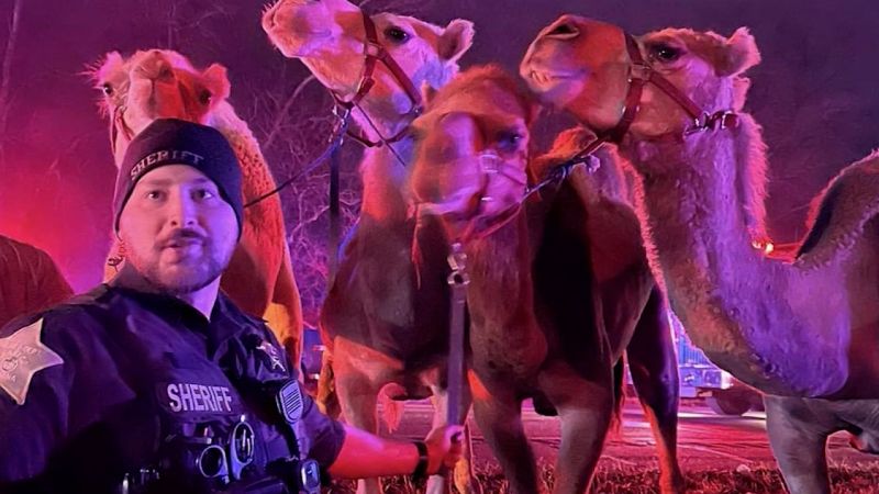 Video: Trailer carrying zebras and camels catches fire on highway