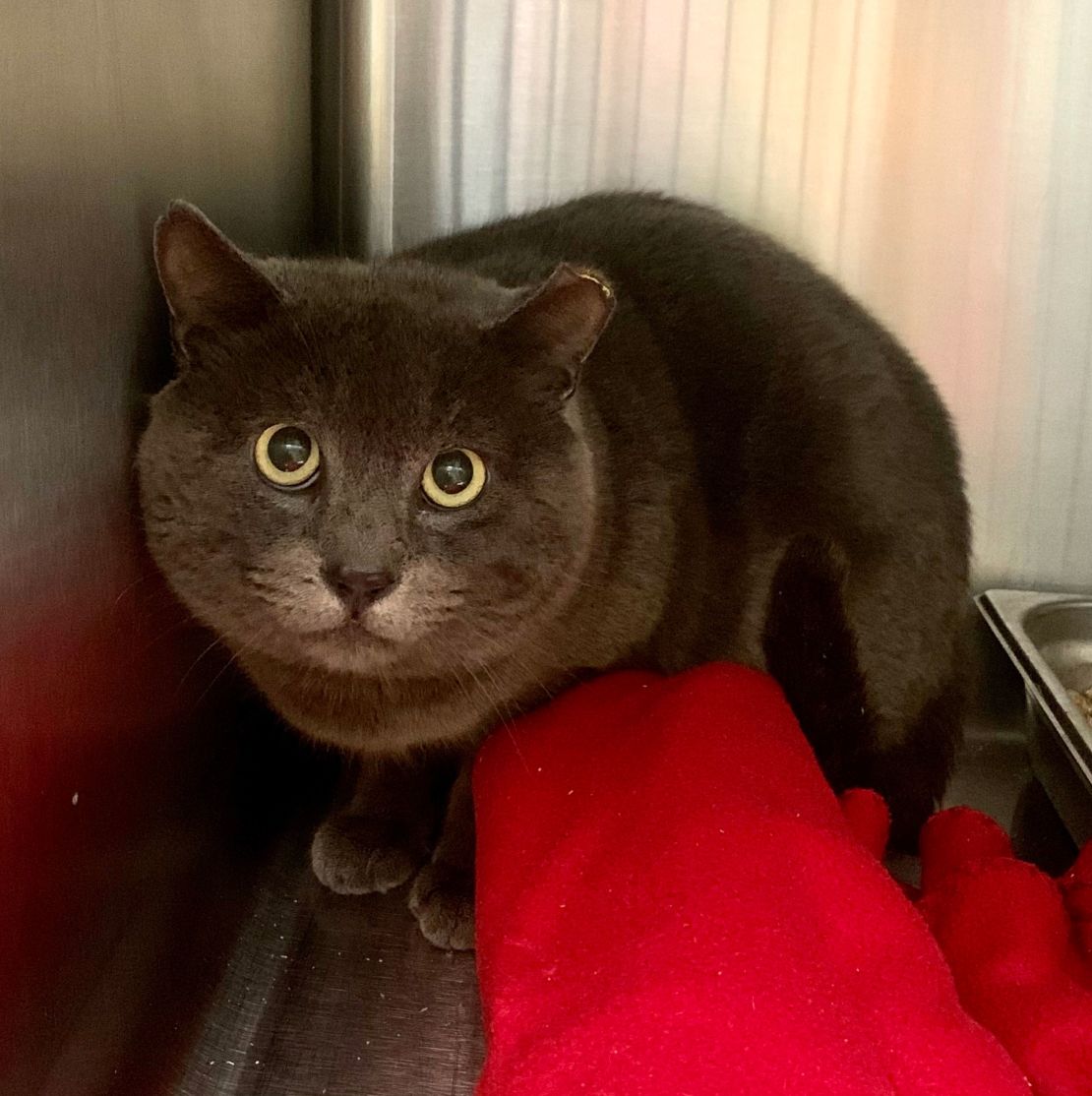 Un gato salvaje que fue tratado a través del programa Trap-Neuter-Return en Homeward Bound Pet Adoption Center en Nueva Jersey.