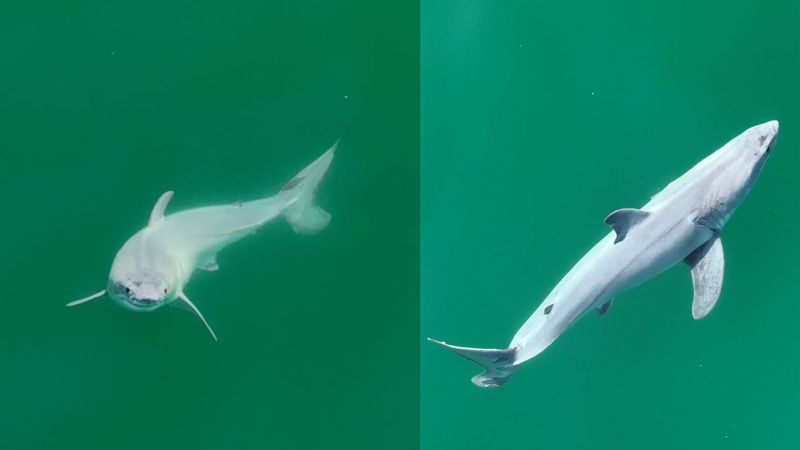 First Ever Sighting Of Newborn Great White Reported CNN   240129114532 01 Newborn Great White Shark 