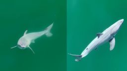 Images of white shark with a white film covering its body observed 0.4 km off the coast of Carpinteria, California