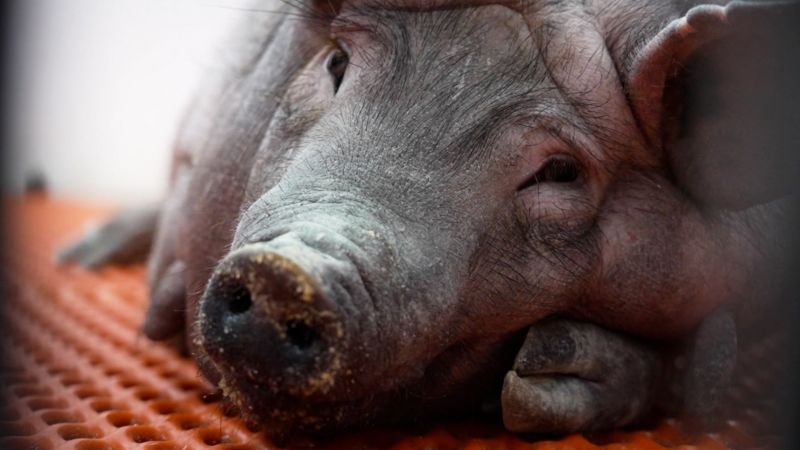 Pig kidney transplants take a step forward with approval of human trials