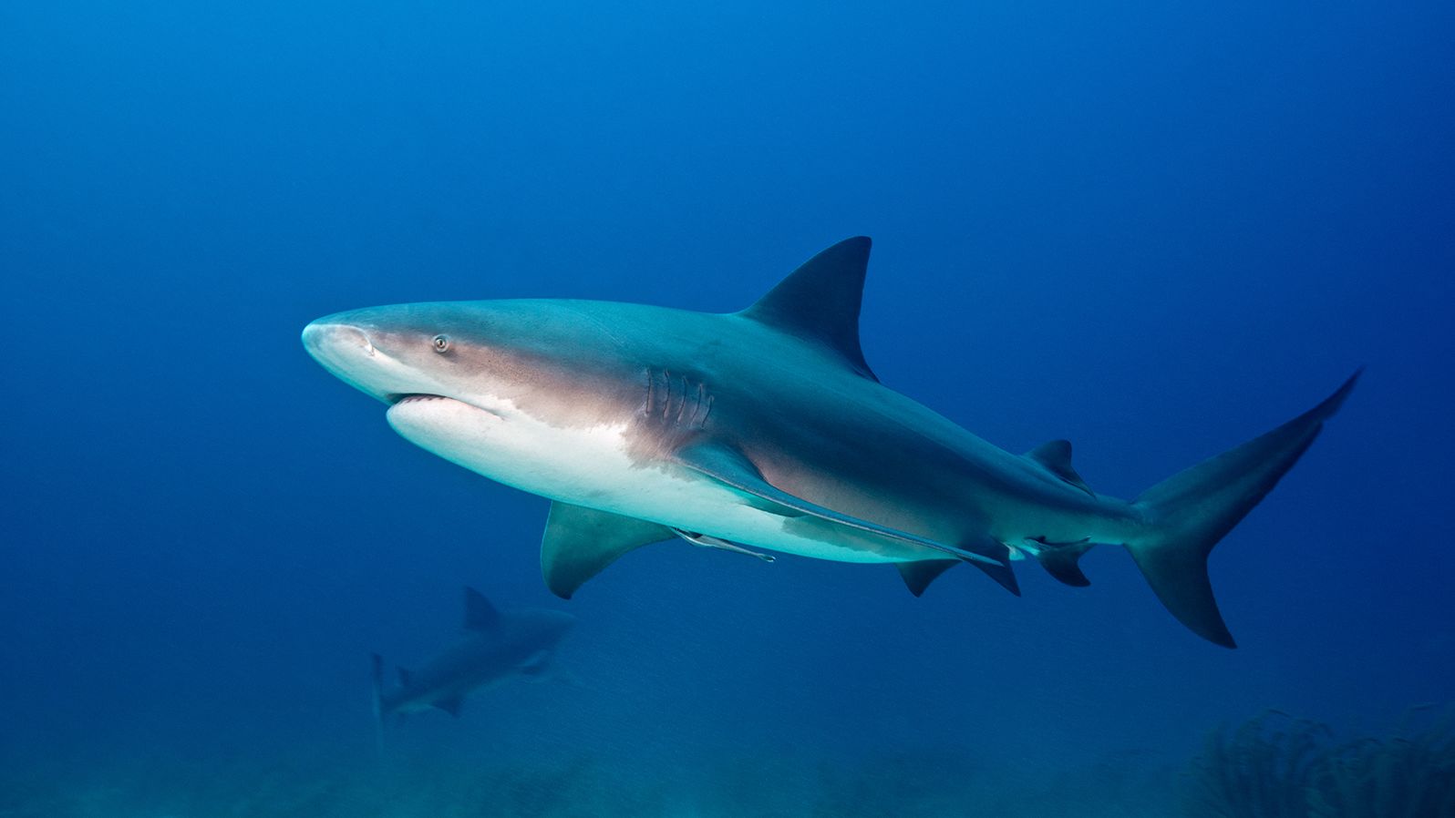 Sydney Harbour shark attack puts Australian swimmers on edge | CNN