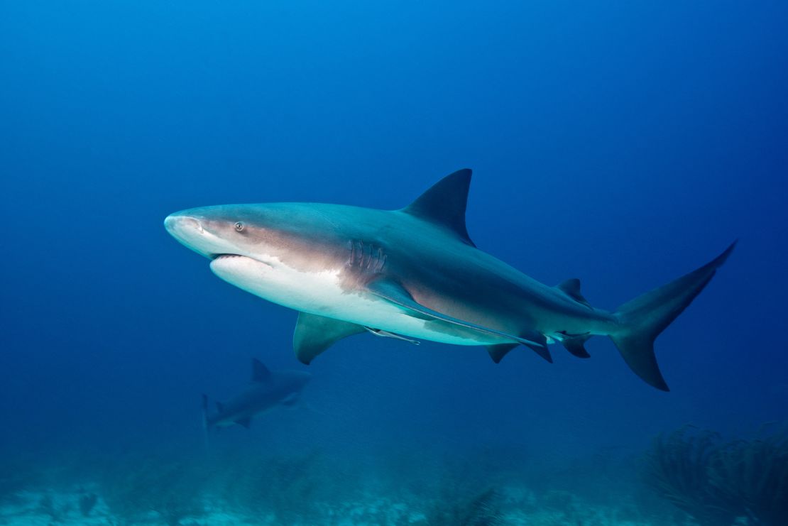 This picture shows a bull shark.