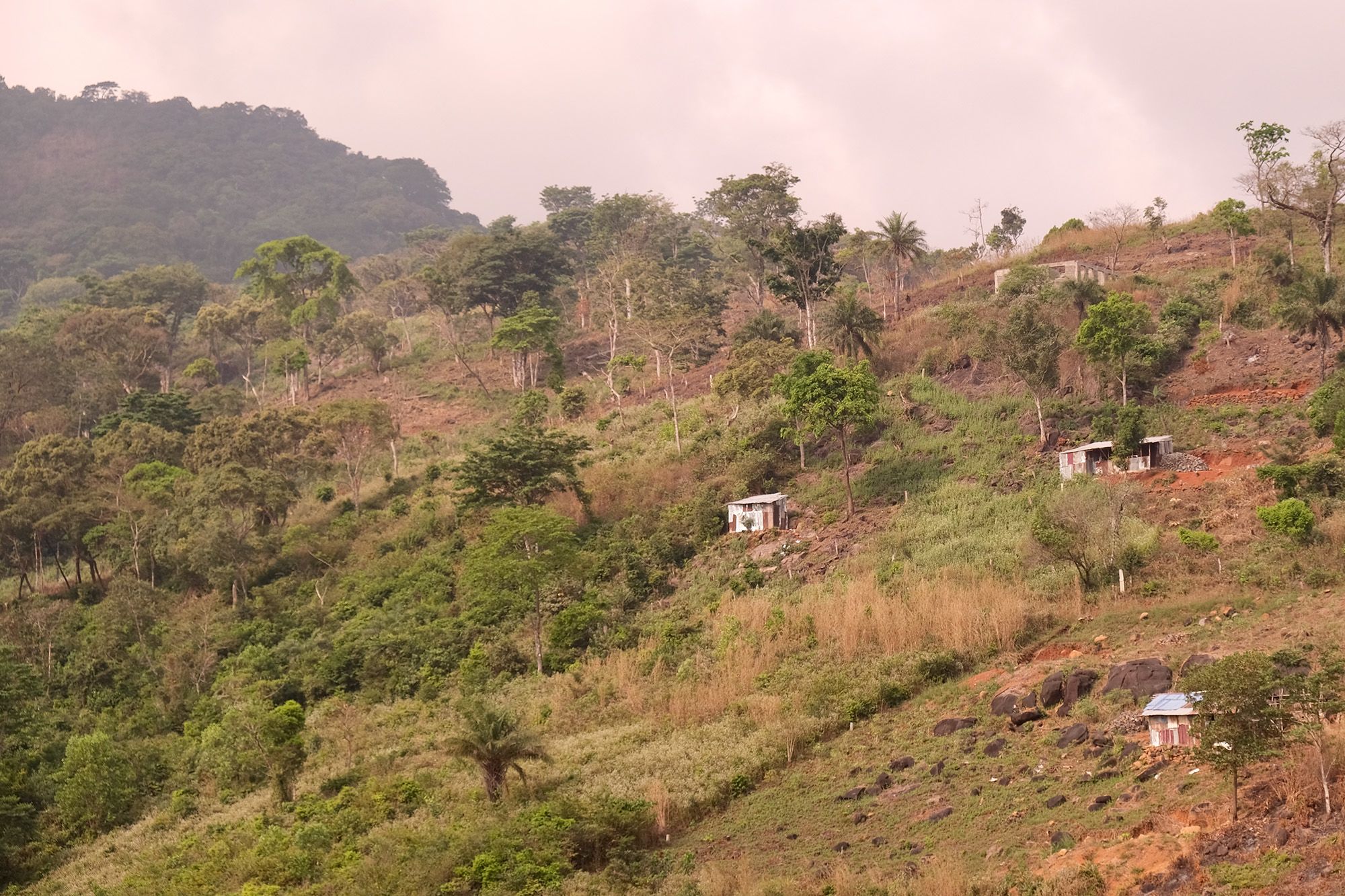 Sierra Leone is losing its forests. This sanctuary is trying to save  chimpanzees and their vital habitat | CNN