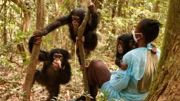 Toddler chimps, Shine, Skippy and Pataya, enjoy 'forest school'. It is a chance for them to get to grips with the trees.