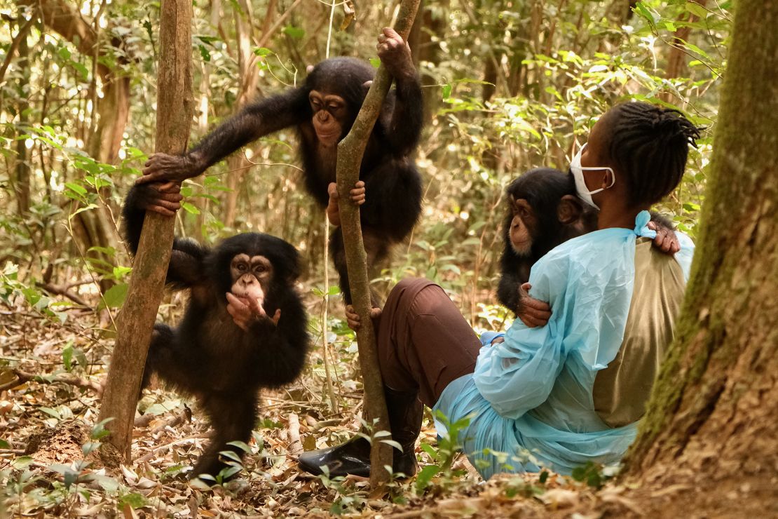Toddler chimps, Shine, Skippy and Pataya, enjoy 'forest school'. It is a chance for them to get to grips with the trees.