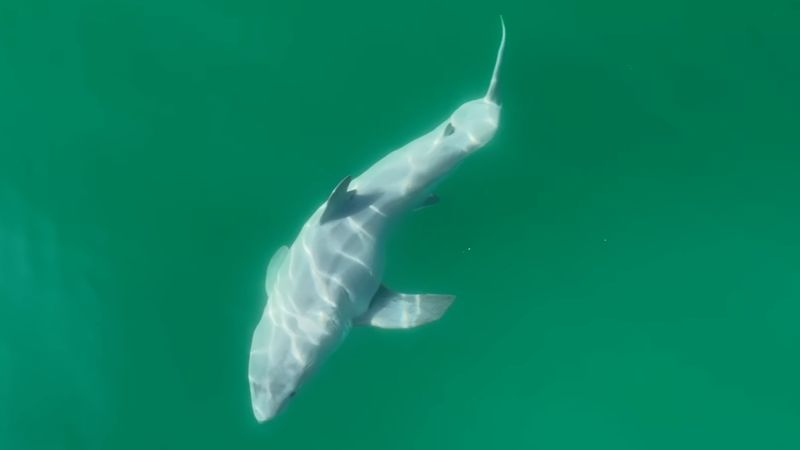 Newborn Great White Shark Spotted Off the Coast of Santa Barbara, California