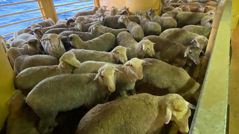Ein Schiff mit Tausenden von Ziegen und Kühen liegt wegen steigender Temperaturen seit mehr als einem Monat auf See fest