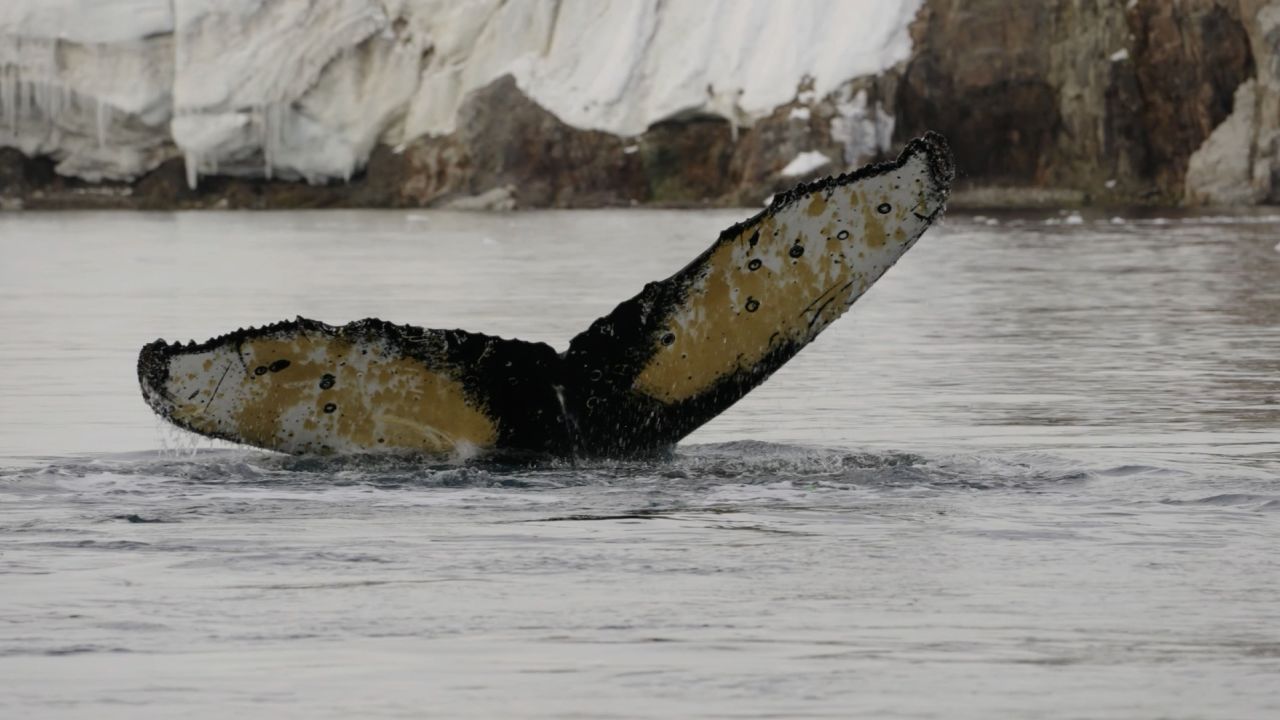 whale tail whole story