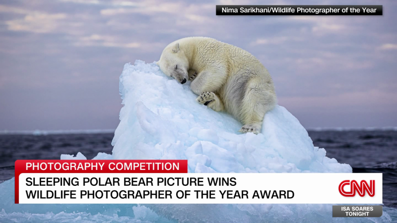 Winner Of Wildlife Photographer Of The Year Award Announced | CNN