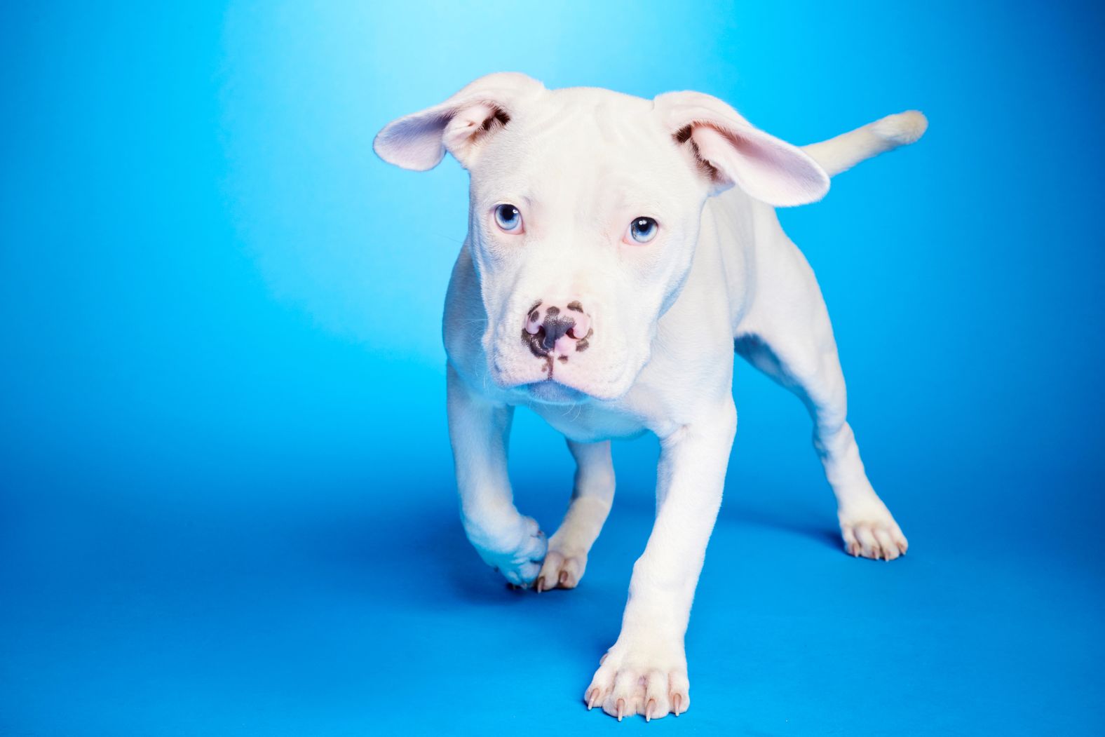 Skipper, American Staffordshire Terrier and French Bulldog mix