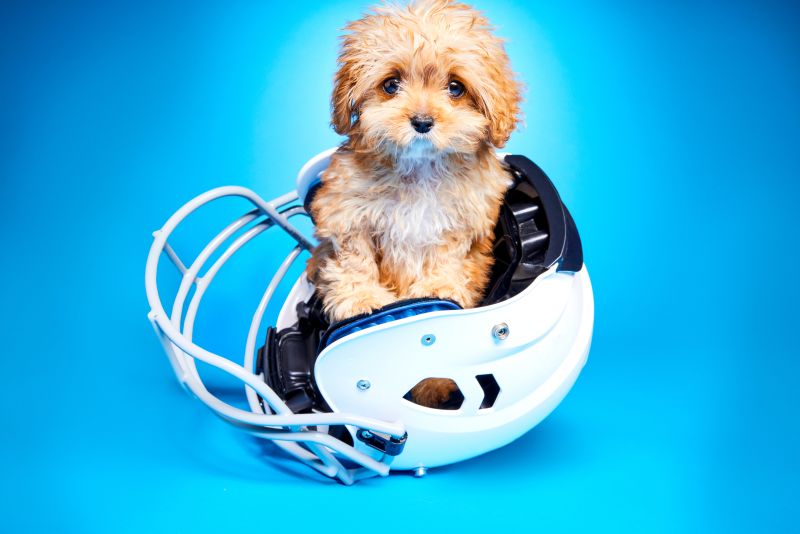 Puppy in cheap a bowl