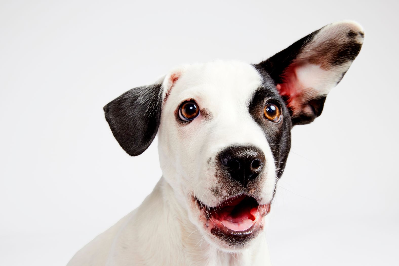 Courage, Chihuahua and Beagle mix