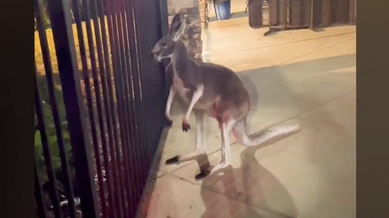 See kangaroo on the loose in Tampa