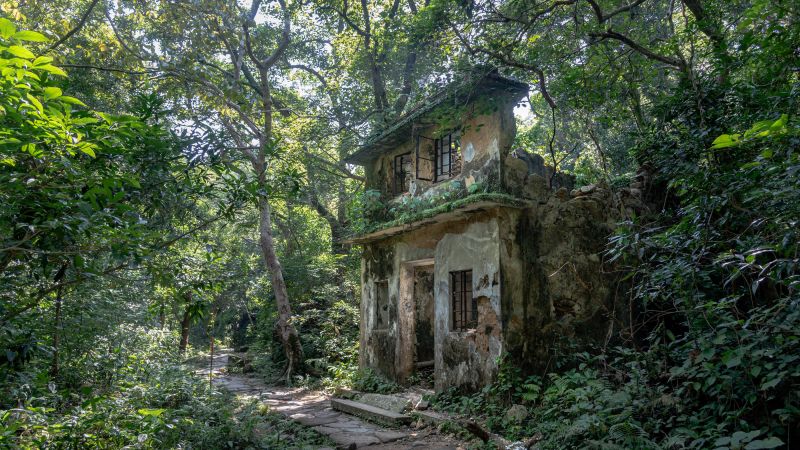              Thick roots tumble across a dilapidated house, the snake-like trunks of a banyan tree framing where the front door once stood. Its walls 
