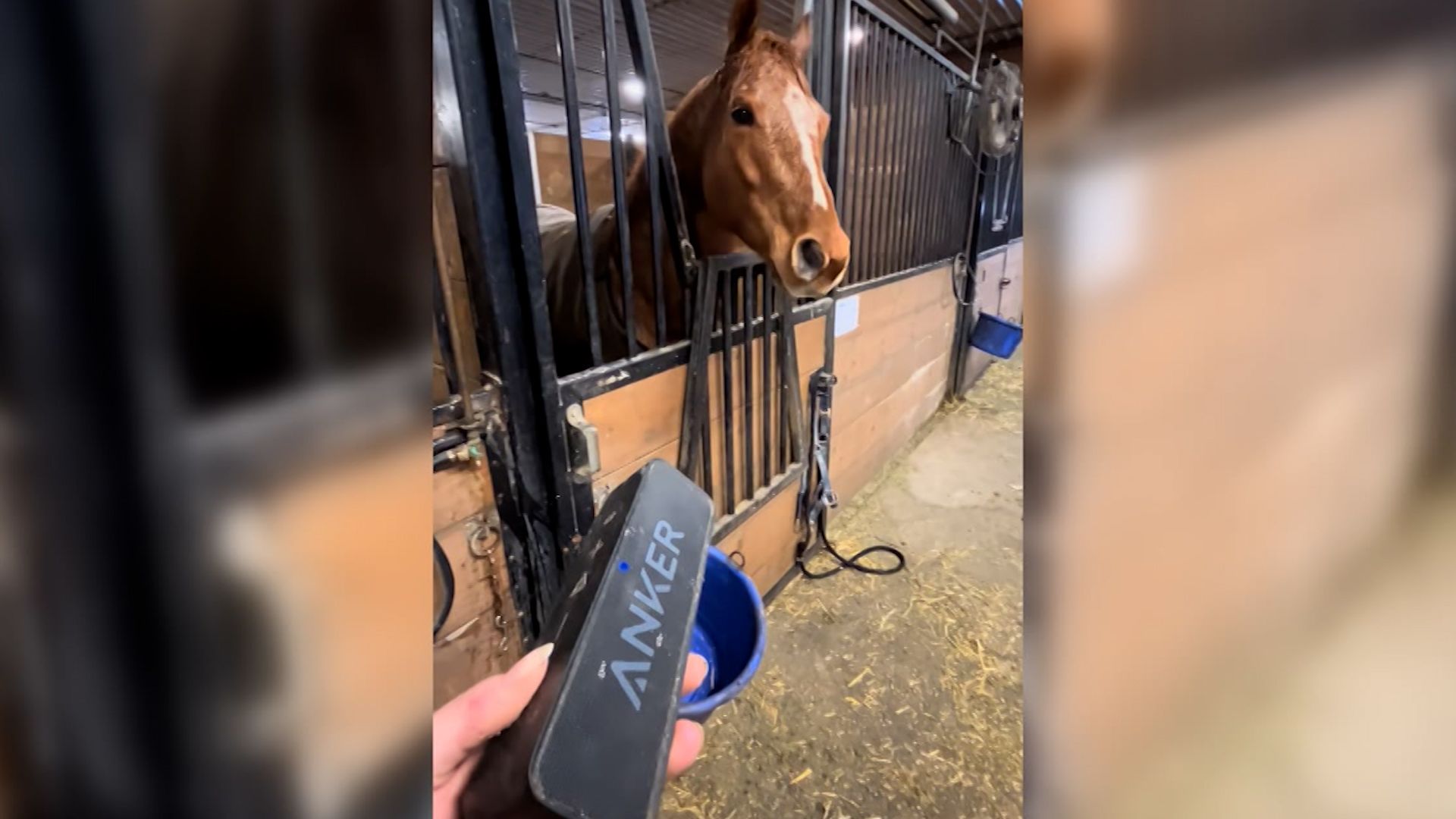Headbanging horse goes viral for its love of metal music