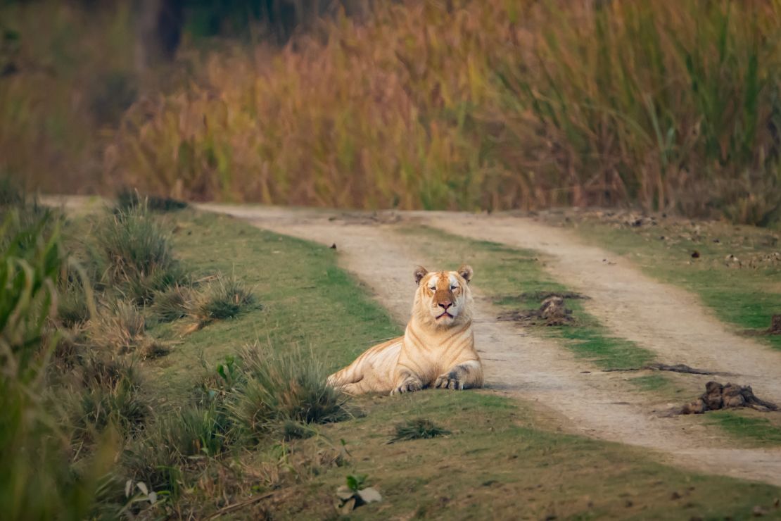 A golden tiger spotted by wildlife photographer Gaurav Ramnarayanan in Kaziranga National Park in Assam, India, on January 24, 2024.