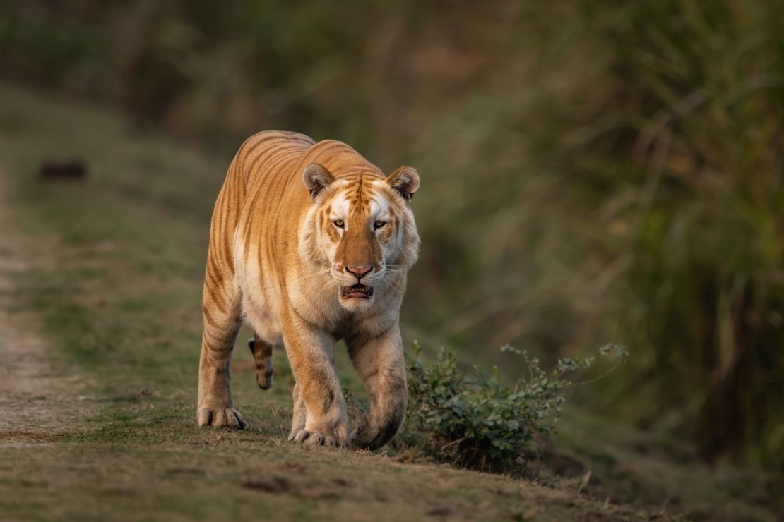 Wildlife photographer and safari guide Gaurav Ramnarayanan spotted this golden tiger in India's Kaziranga National Park.