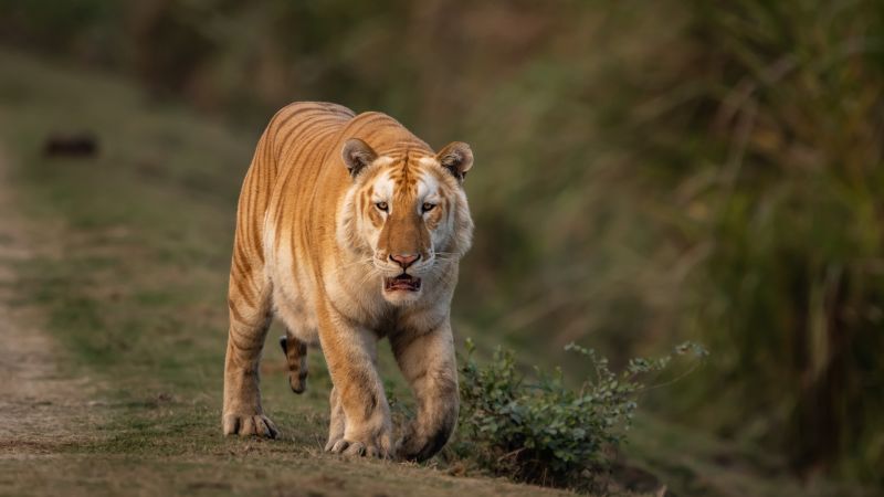 Защо рядък „златен“ тигър, сниман в Индия, тревожи природозащитниците