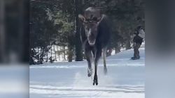 Moose Chases Skiers 3