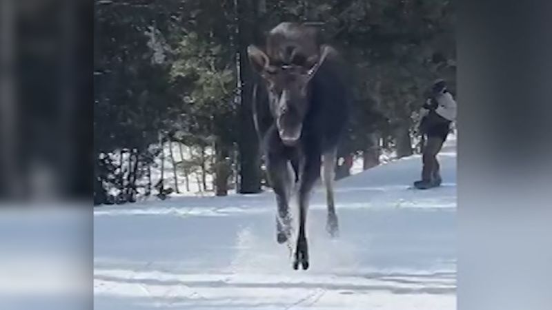 Skier records moose chasing him down ski slope