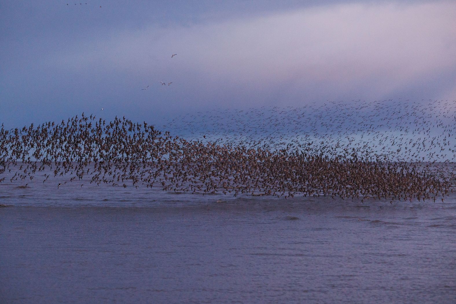 Birds flock over the water at high tide in Snettisham, England, on Monday, February 12.