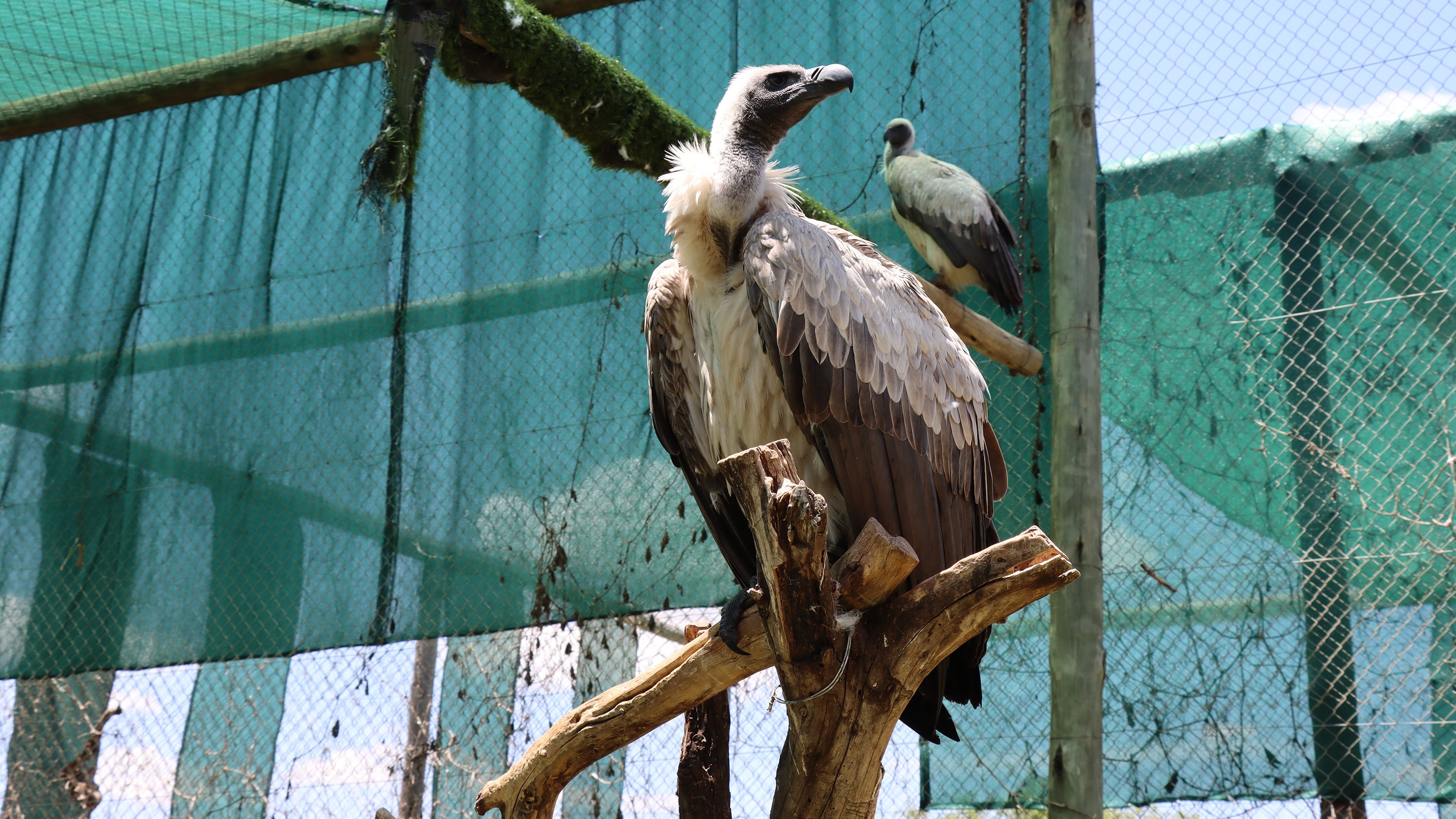 On the Verge of Extinction, One of the World’s Most Misunderstood Creatures Receives a Lifeline 