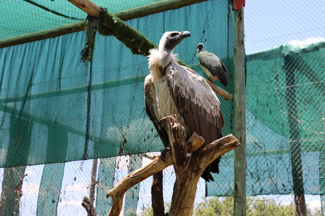 An African White-backed vulture (closest to camera) at the VulPro rehabilitation center near Pretoria, South Africa. The center has cared for over 1,600 vultures during its operation, which involves rehabilitation, captive breeding and rewilding.