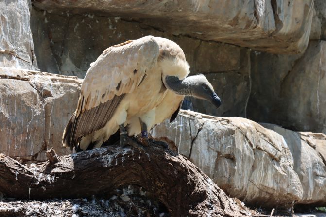 A Cape vulture prepares to take flight at the VulPro rehabilitation center in South Africa. The facility near Pretoria recently relocated 163 vultures as part of a rehabilitation project to boost the species' chances in the wild.