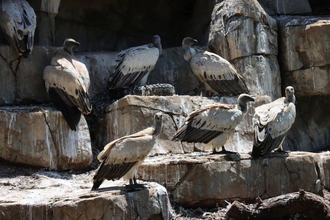 The VulPro rehabilitation center features an enclosure built specifically to encourage breeding. Cape vulture females will only lay one egg, and both parents will incubate the egg for 57 days. 
