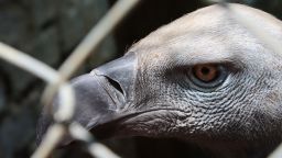IA vulture relocation jan 2024 4