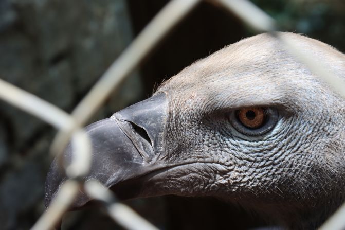 The Cape vulture's honey-colored eyes are approximately eight times better than humans', and can easily spot its food from a distance of up to six kilometers (3.7 miles).