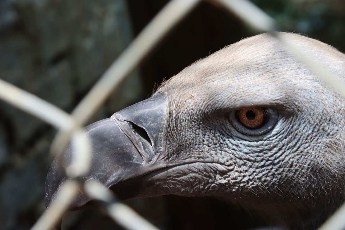 Vultures carry a bad reputation, but have an essential role in many ecosystems, preventing the transmission of disease to other animals through their consumption of carcasses.