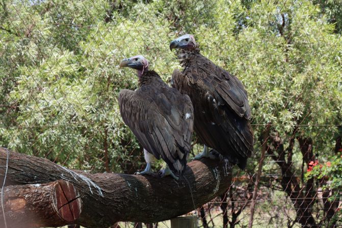 A pair of Lappet-faced vultures. The species takes its name from the large skin foldings at the back of its head. With a lifespan of 20-50 years, the birds have evolutionary features such as very strong beaks, capable of opening and consuming carcasses in ways smaller, weaker birds cannot.